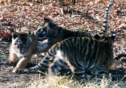 Kizmet, Marcus, and Christian as Cubs