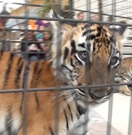 Caged Tiger