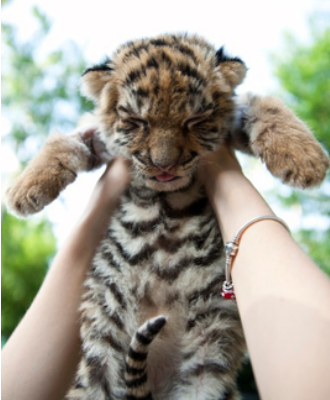 Baby Tiger