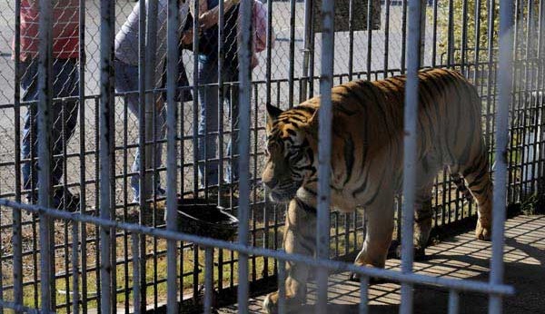 Captive Tiger