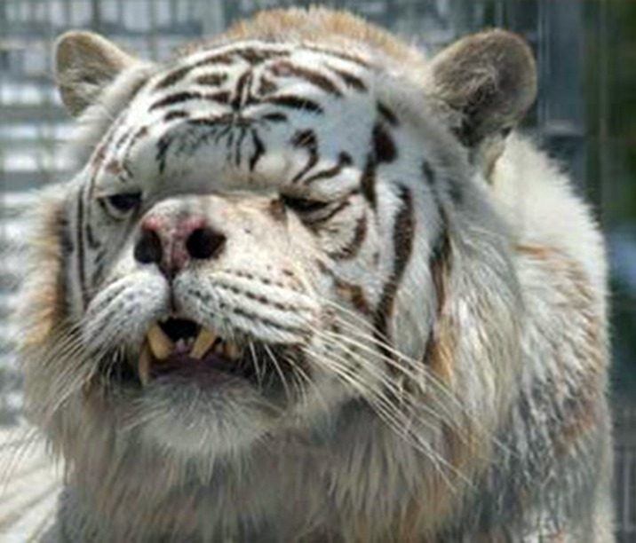 Kenny, a White Tiger with Birth Defects